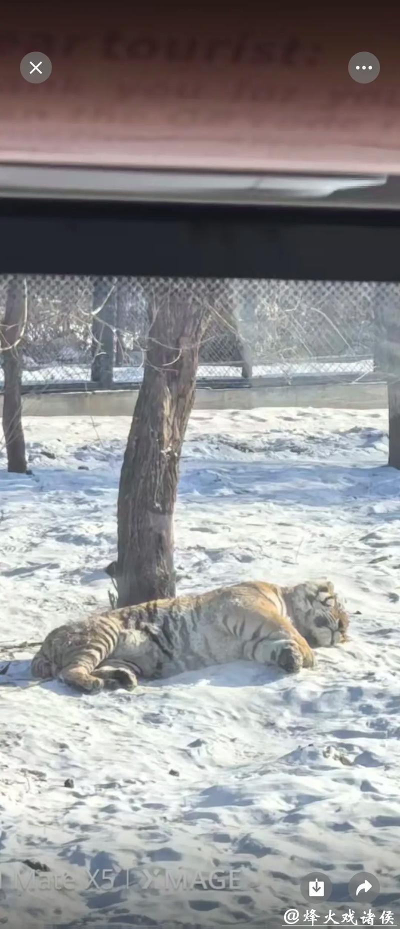 高冷东北虎变雪地“喵星人”：打滚摔跤萌翻全场